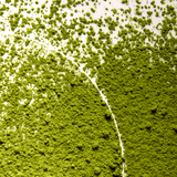 Matcha Latte Born Lippy