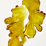 Large Ginger Scalp Care Set